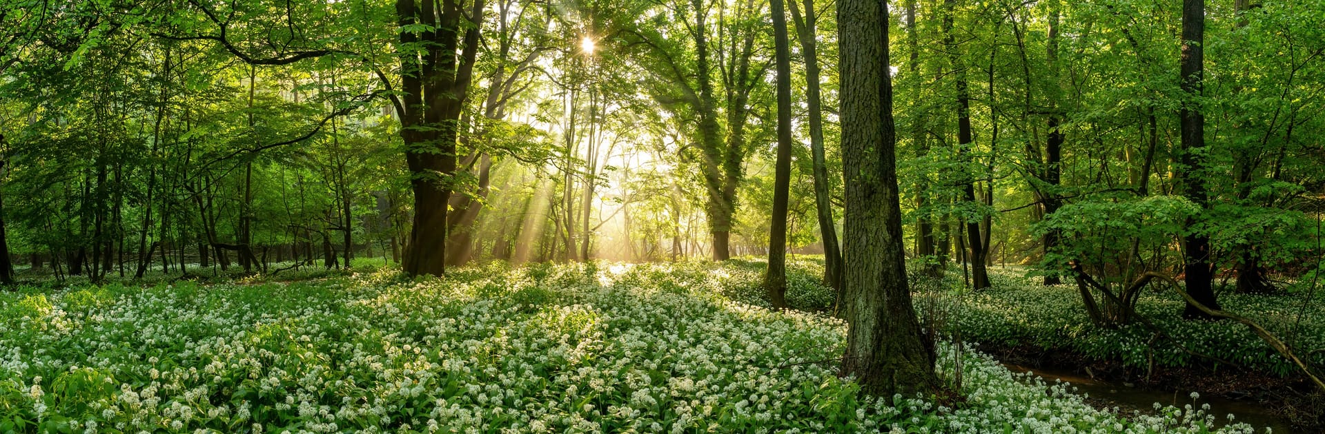 Forest sunrise