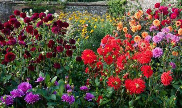 Dahlia flowers